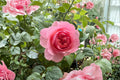 Victoria’s Kiss Rose Live Plant – Pink Peony Style Cut Rose