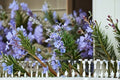 Ken Taylor Rosemary Plant – Rosmarinus officinalis ‘Ken Taylor’ | Evergreen Culinary Herb