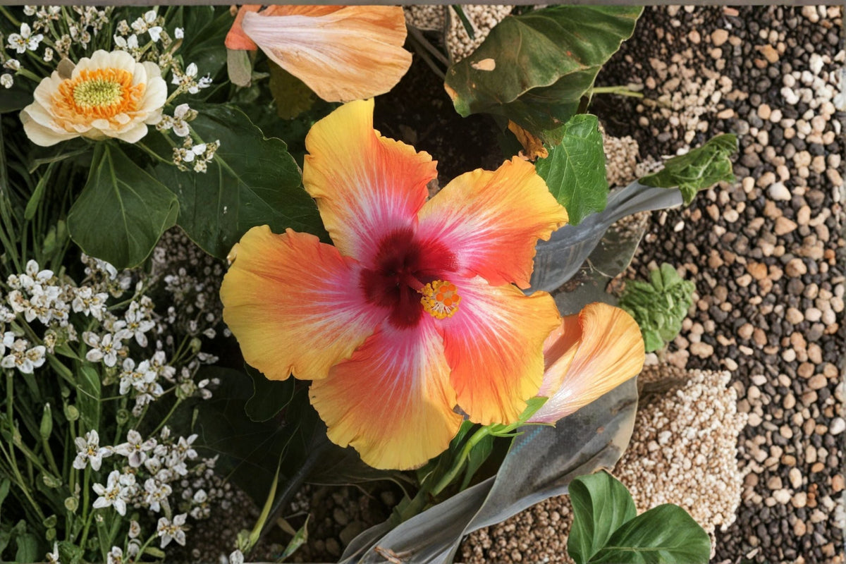 Sensation Hibiscus Plant – Hibiscus rosa-sinensis ‘Sensation’ Apricot Blooms