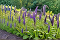 Veronica Speedwell 1 Plant – Veronica spicata Perennial Flowering Plant