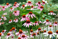 Purple Coneflower Seeds Echinacea purpurea Native Perennial Wildflower Pink Purple Pollinator Garden Plant