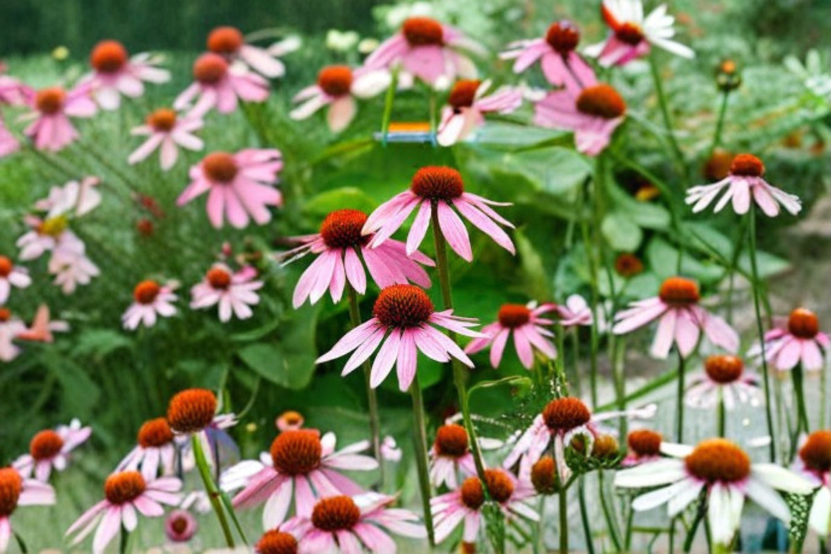 Purple Coneflower Seeds Echinacea purpurea Native Perennial Wildflower Pink Purple Pollinator Garden Plant