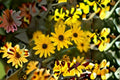Swamp Sunflower Seeds Helianthus angustifolius Native Perennial Wildflower Seeds for Garden, Yellow Flowers, 100 Seeds
