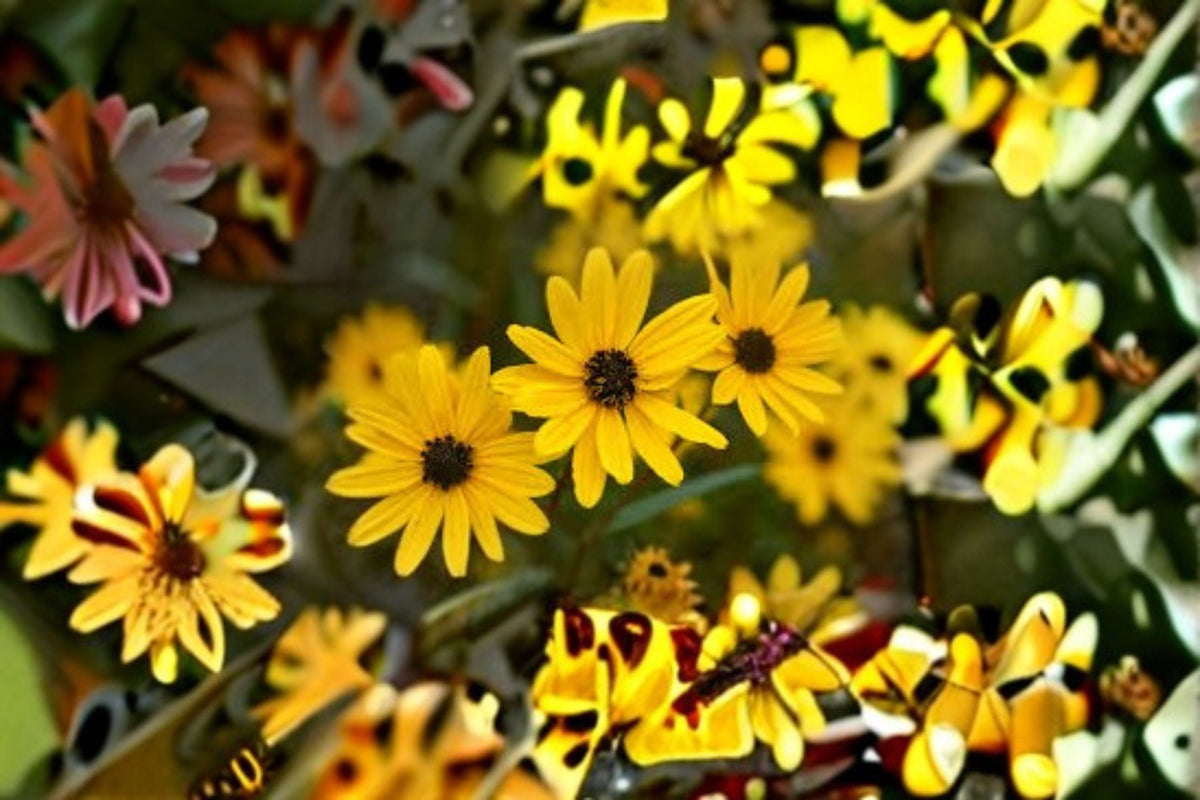 Swamp Sunflower Seeds Helianthus angustifolius Native Perennial Wildflower Seeds for Garden, Yellow Flowers, 100 Seeds
