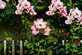 Illinois Rose Seeds Rosa setigera Climbing Wild Rose Seeds Pink Perennial Vine Garden Flower Planting