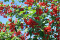 Nanking Cherry Cuttings – Prunus tomentosa Fruit Shrub for Edible Garden, Red Berries, Flowering Shrub, Cold Hardy Plant
