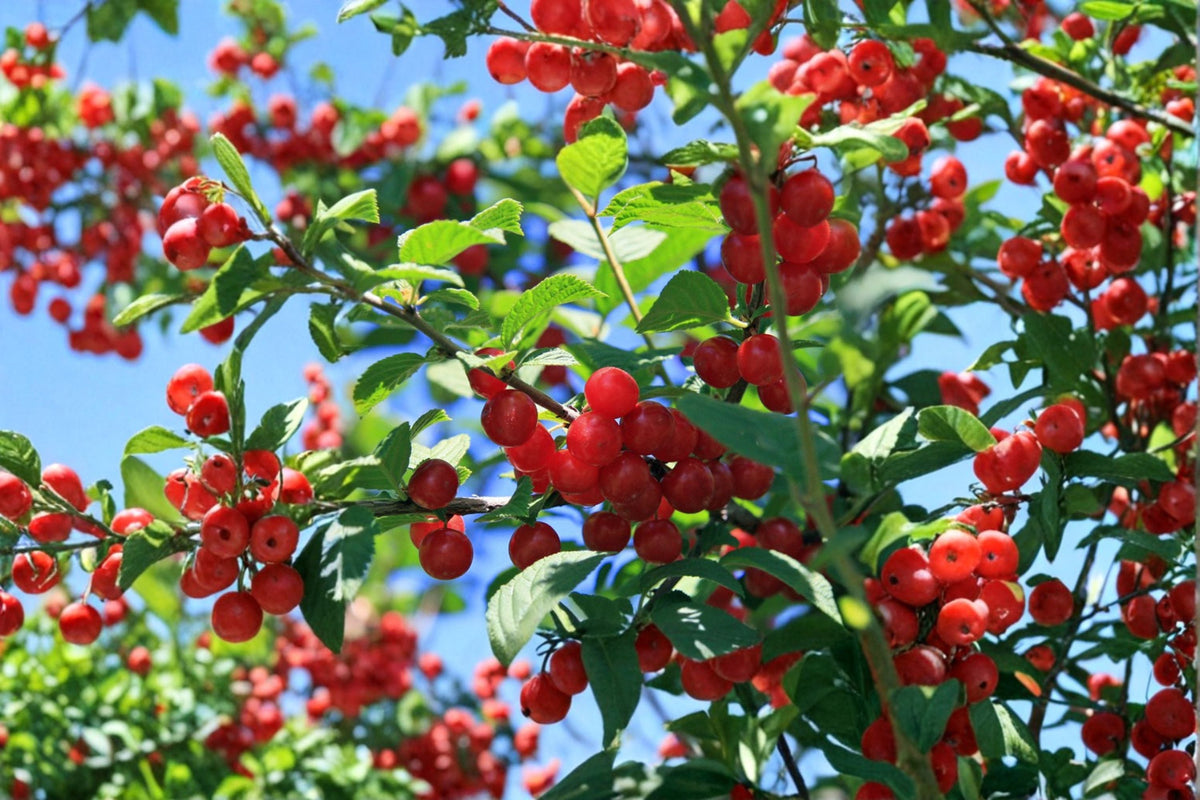 Nanking Cherry Cuttings – Prunus tomentosa Fruit Shrub for Edible Garden, Red Berries, Flowering Shrub, Cold Hardy Plant