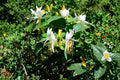 Scentsation Honeysuckle Live Bare Root Plant – Fragrant White and Yellow Flowering Vine Lonicera periclymenum