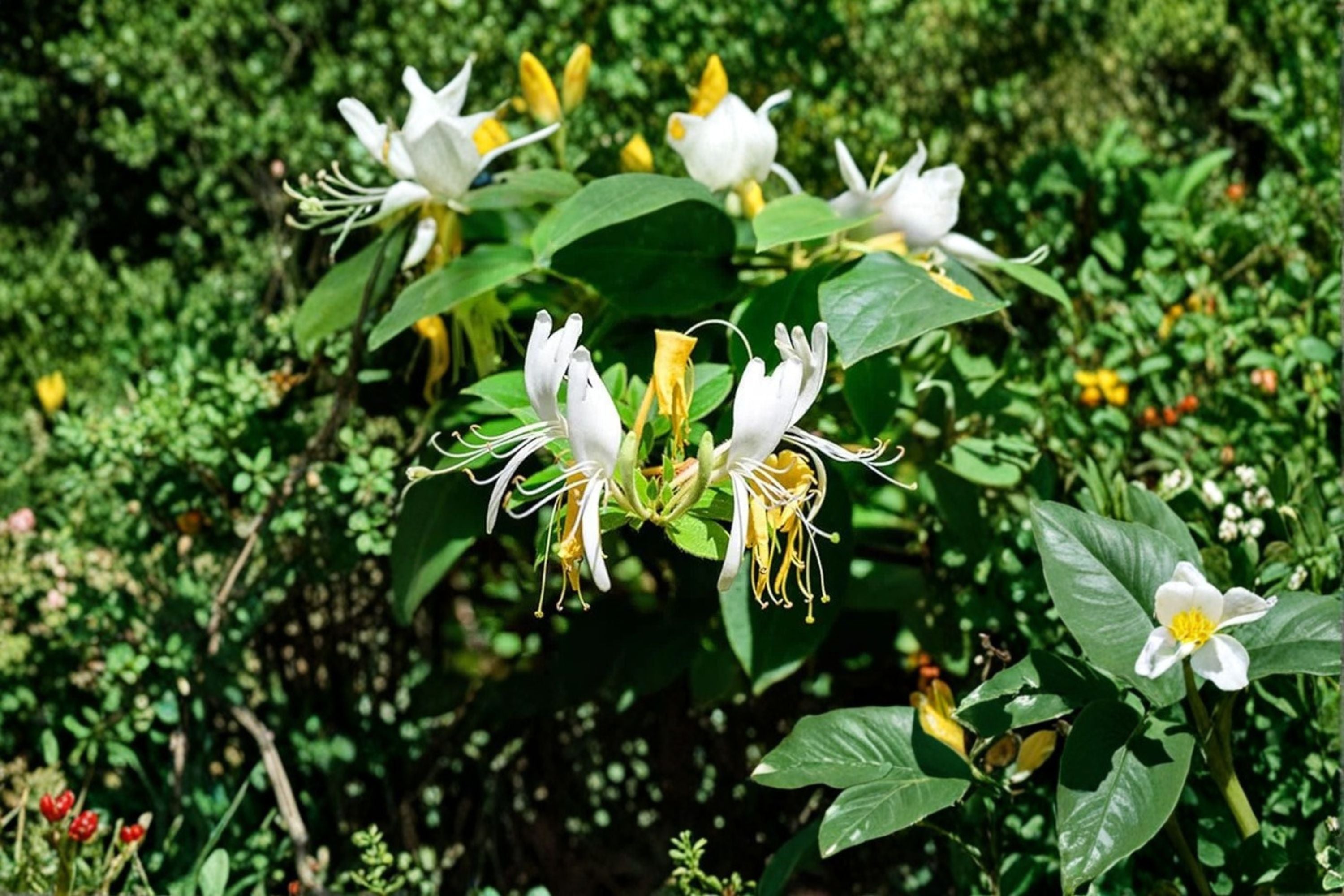 Scentsation Honeysuckle Live Bare Root Plant – Fragrant White and Yellow Flowering Vine Lonicera periclymenum