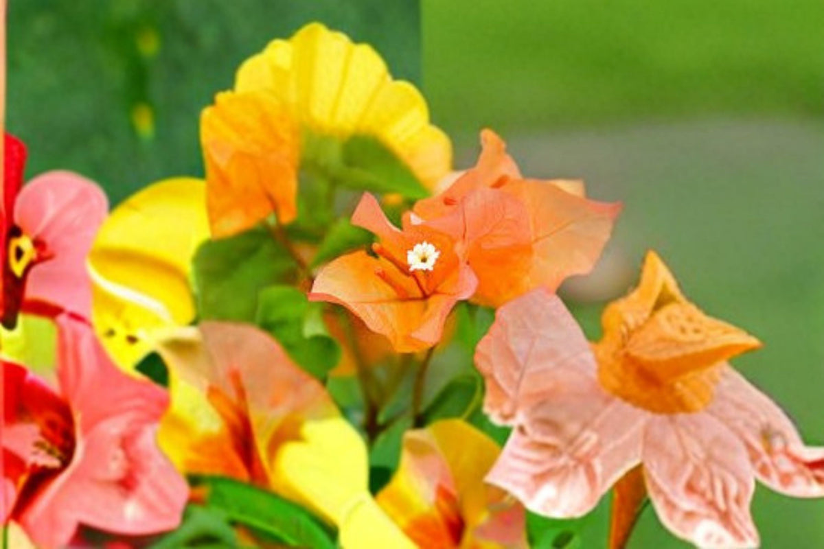 Bengal Orange Variegated Bougainvillea Live Starter Plug Plant – Rooted Ornamental Vine