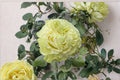 Jutta Rose Live Plant – Dutch Repeat Blooming Cut Rose, Pink Perennial