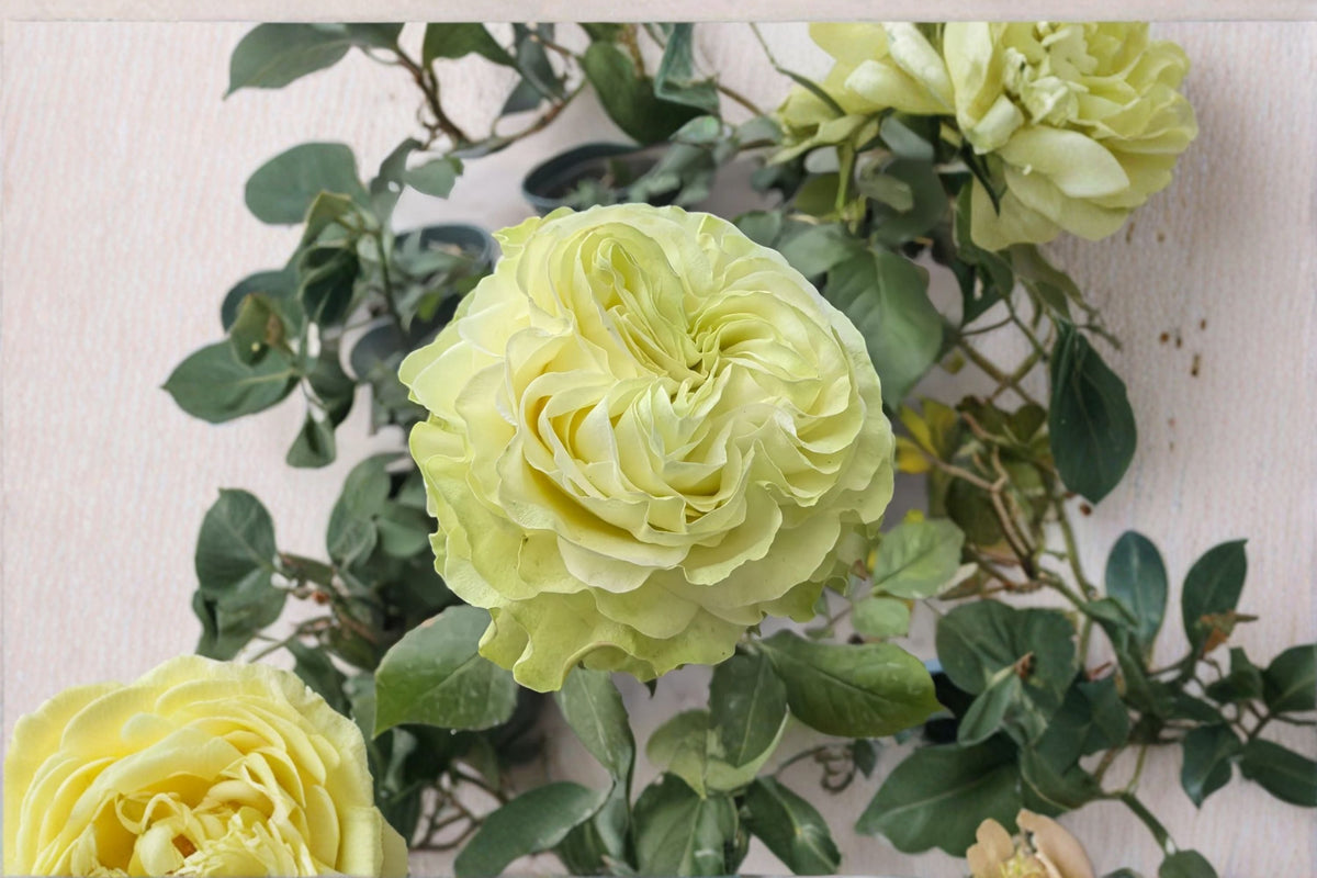 Jutta Rose Live Plant – Dutch Repeat Blooming Cut Rose, Pink Perennial
