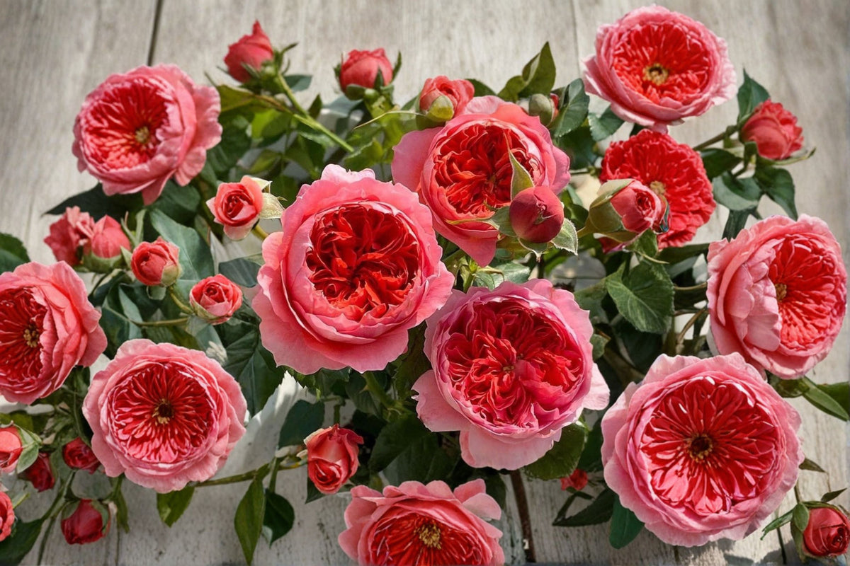Cinnabar Bowl Rose Own Root Live Plant – 2 Year Old Ornamental Garden Rose
