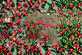Winterberry Holly Seeds - Ilex verticillata Red Berry Shrub Seeds for Native Garden, Ornamental Planting, 25 Seeds