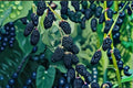 Ouachita Blackberry 5 Cuttings – Rubus fruticosus Thornless Fruit Shrub