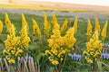 Showy Goldenrod Seeds - Solidago speciosa Native Perennial Wildflower for Pollinator Gardens and Meadow Landscaping