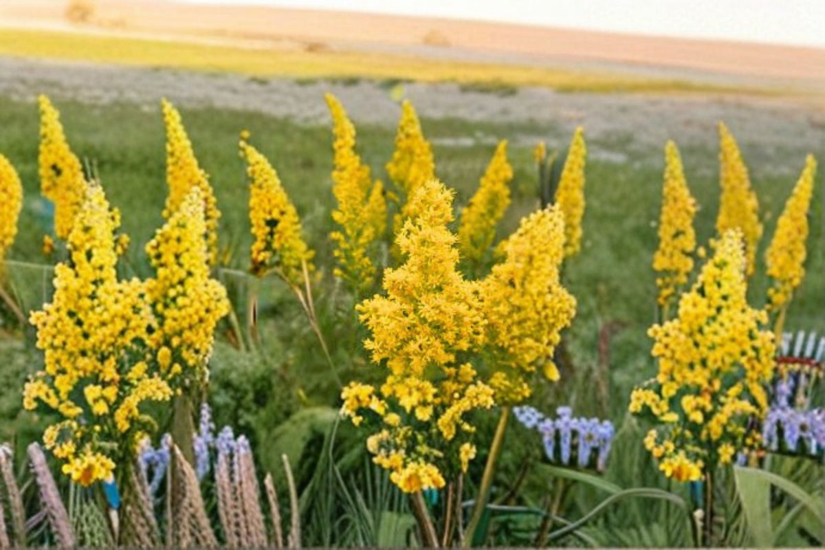 Showy Goldenrod Seeds - Solidago speciosa Native Perennial Wildflower for Pollinator Gardens and Meadow Landscaping
