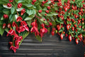 Fuchsia Marinka Plant - Fuchsia hybrida Semi-Trailing Flowering Plant