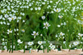 Tall Thimbleweed Seeds - Anemone virginiana White Native Perennial Wildflower Seeds, 100 Pack