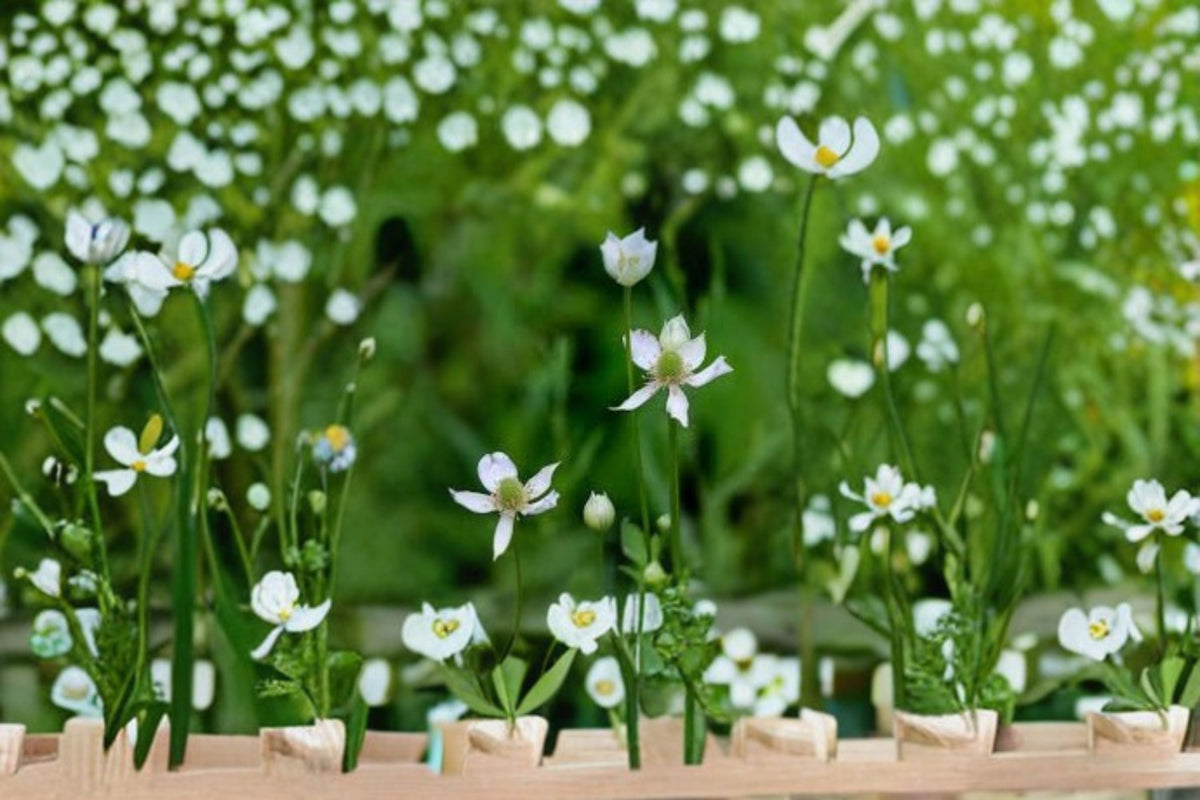 Tall Thimbleweed Seeds - Anemone virginiana White Native Perennial Wildflower Seeds, 100 Pack