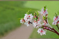 Nanking Cherry Seeds Prunus tomentosa Flowering Shrub Pink White Blossoms Garden Hedge Ornamental Plant 10 Seeds