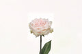 Pink Champagne Rose Live Plant – Elegant Pink Fragrant Cut Rose