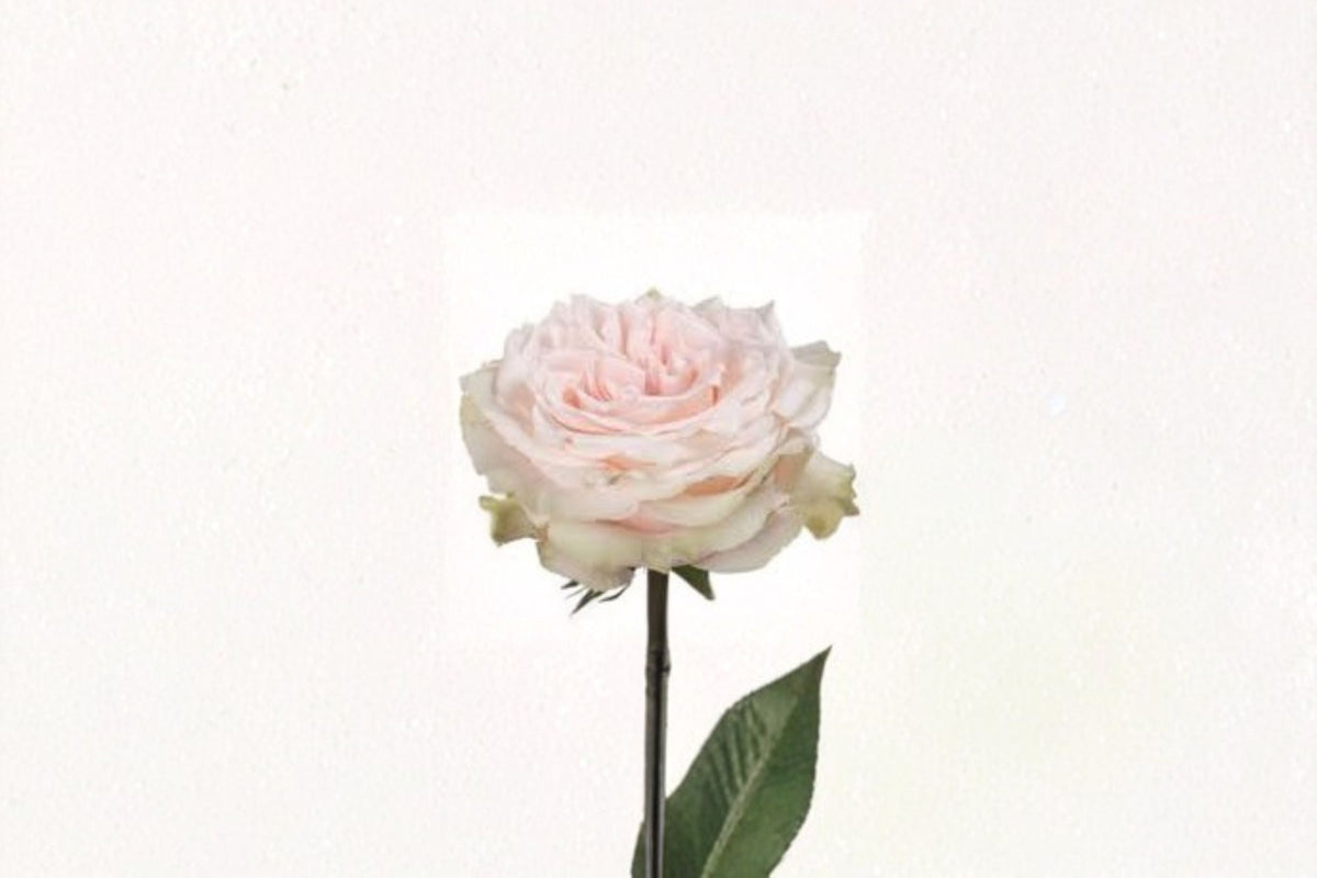 Pink Champagne Rose Live Plant – Elegant Pink Fragrant Cut Rose