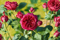 Marietta Tantau Rose Live Plant – Red Purple Hybrid Tea Rose