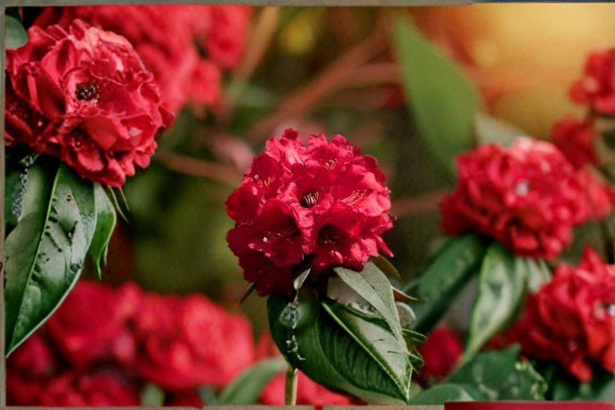 Holden Red Rhododendron Live Starter Plant in L7 Pot – Evergreen Shrub with Rosy Red Flowers