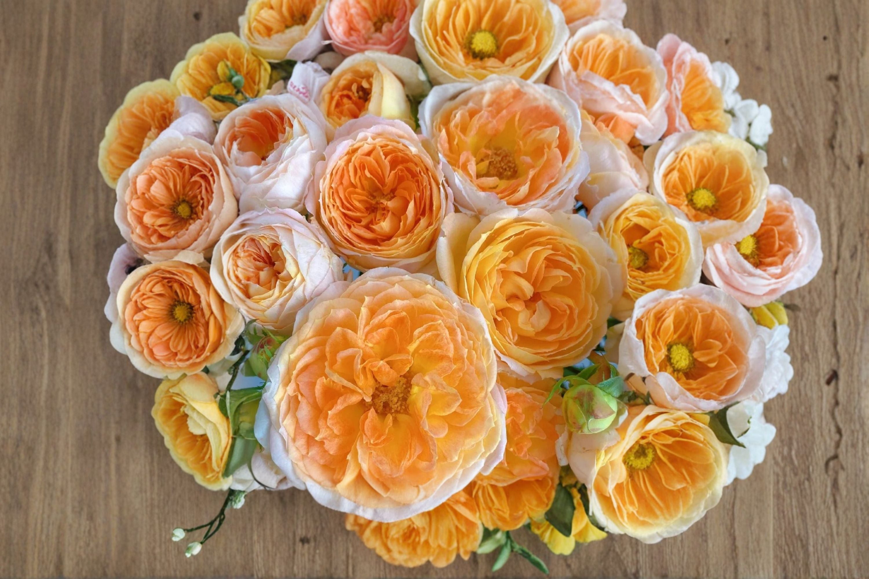 Princess Aiko Rose Live Plant – Salmon Pink Peony Rose, Ornamental Garden Shrub