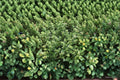 Garden Thyme Plant – Thymus vulgaris Perennial Herb for Full Sun