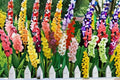 Gladiolus 3 Bulbs – Tall Flowering Bulbs for Garden Beds and Borders