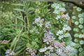 Huntington Carpet Rosemary Plant – Rosmarinus officinalis ‘Huntington Carpet’