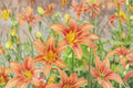 Orange Daylily Live Plant – Bare Root Hardy Perennial Flower
