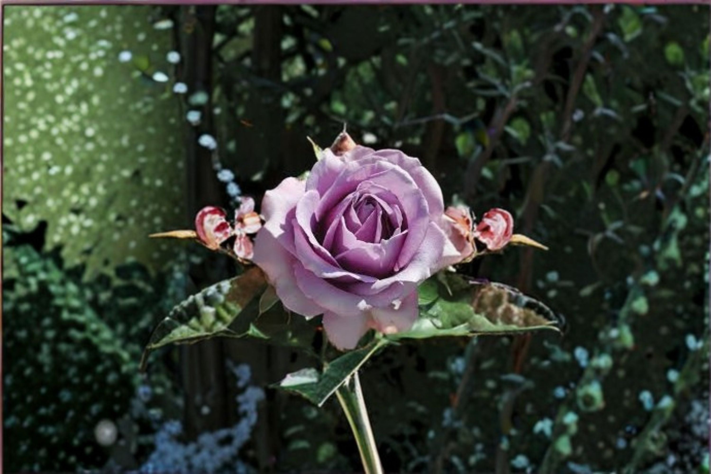 Quicksilver Climbing Rose 3 Cuttings – Rosa ‘Quicksilver’ Lavender Climbing Rose