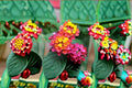 Irene Lantana Plant – Lantana camara ‘Irene’ Perennial Shrub with Yellow and Pink Flowers