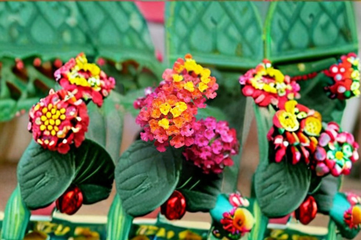 Irene Lantana Plant – Lantana camara ‘Irene’ Perennial Shrub with Yellow and Pink Flowers
