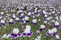 Local Ocean Iris Live Plant – Blue Violet Bearded Iris Perennial, 36 Inch Tall