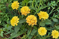 Gold Lantana 1 Plant – Lantana camara ‘New Gold’ Perennial Shrub