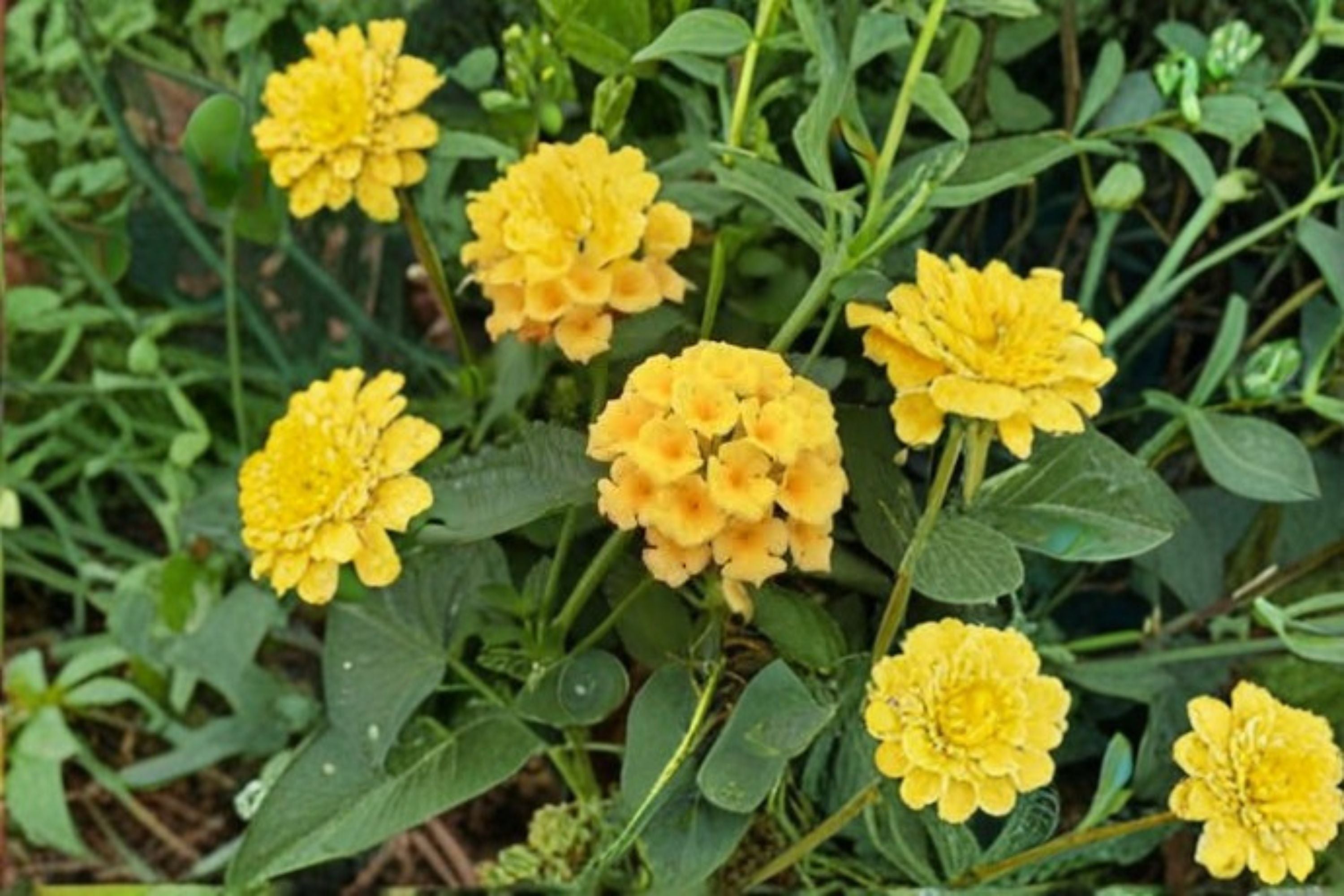 Gold Lantana 1 Plant – Lantana camara ‘New Gold’ Perennial Shrub