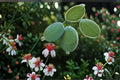 Pineapple Guava Live Plant – Edible Evergreen Fruit Shrub for Gardens