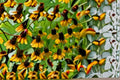 Clasping Coneflower Seeds, Rudbeckia amplexicaulis, Yellow Wildflower, Native Perennial, Pollinator Plant, Meadow Flower Seeds, Sun-Loving Plant