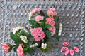 Rainbow Crown of Thorns Cutting – Euphorbia milii Succulent Shrub