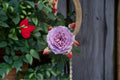Novalis Rose Live Plant – Fragrant Own Root Shrub Rose for Garden and Patio