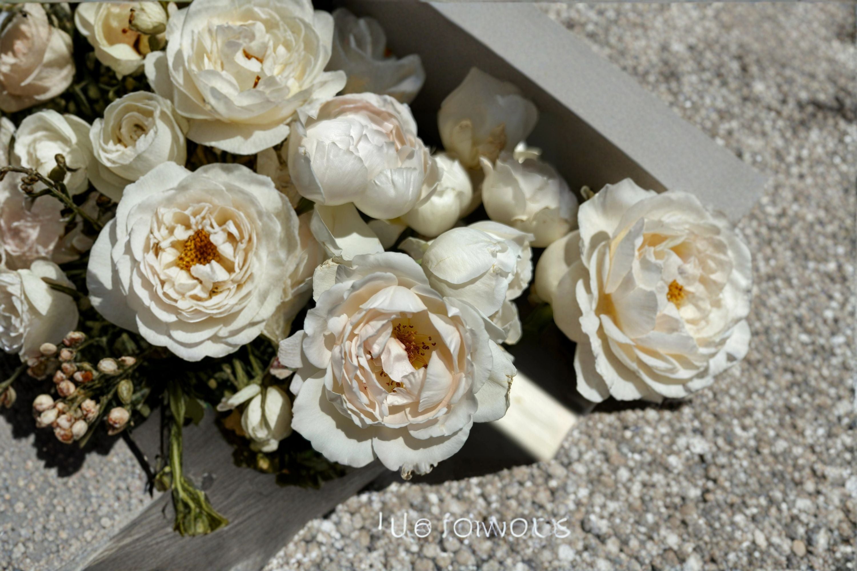 Kashou Japanese Rose Own Root Live Plant – Fragrant Hybrid Tea Rose