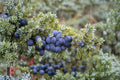 Common Juniper Seeds - Evergreen Shrub, Ornamental Garden Planting, Juniperus communis, 25 Seeds