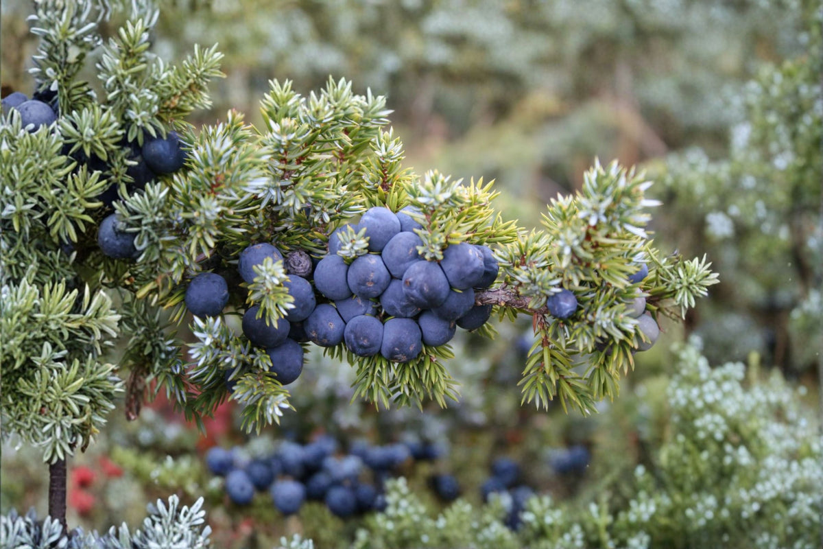 Common Juniper Seeds - Evergreen Shrub, Ornamental Garden Planting, Juniperus communis, 25 Seeds