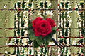 Francois Rabelais Rose Own Root Live Plant – Crimson Red Old Garden Rose