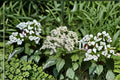 Wild Quinine Seeds Parthenium integrifolium Native White Perennial Wildflower for Pollinator Gardens