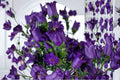 Campanula Champion II Plant – Upright Blue Bellflower | Campanula medium